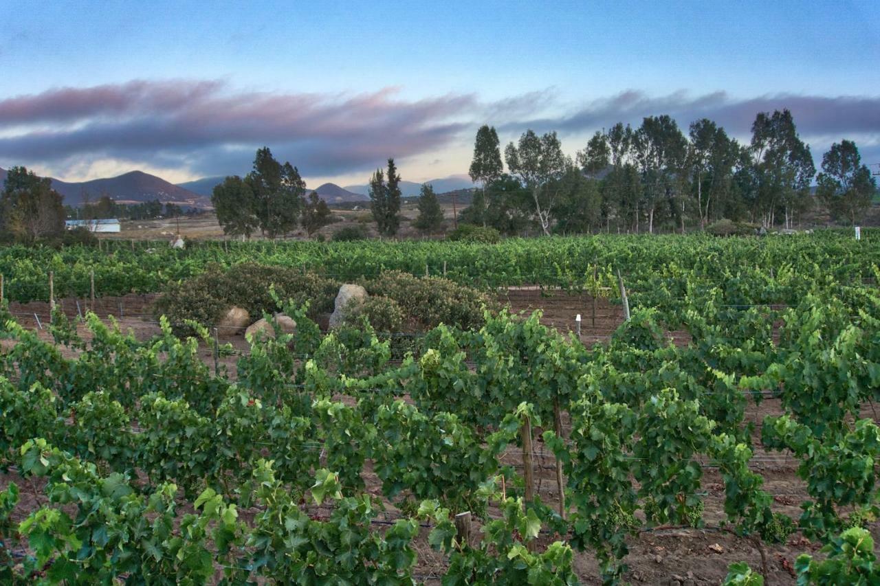 Don Tomas Vinedo Cabanas Valle de Guadalupe Dış mekan fotoğraf